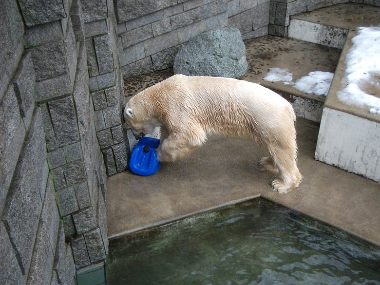 Eisbär Lars mit blauer Tonne am 8. Januar 2011 im Zoo Wuppertal