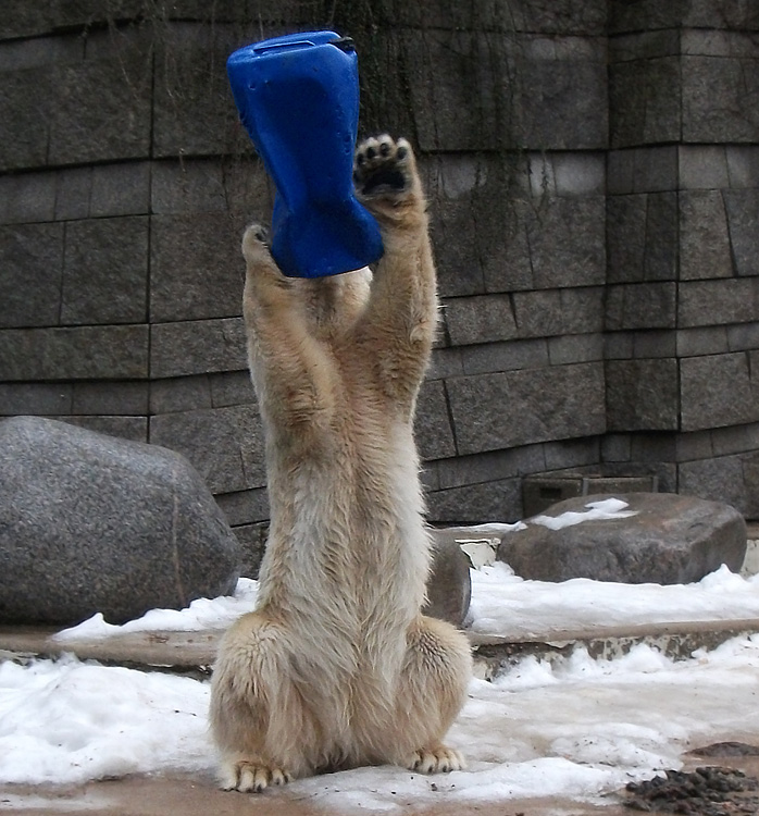 Eisbärin Vilma mit blauer Tonne am 8. Januar 2011 im Wuppertaler Zoo