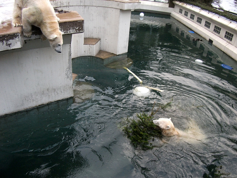 Eisbärin Vilma schaute auf Eisbär Lars mit Tannenbaum am 8. Januar 2011 im Wuppertaler Zoo