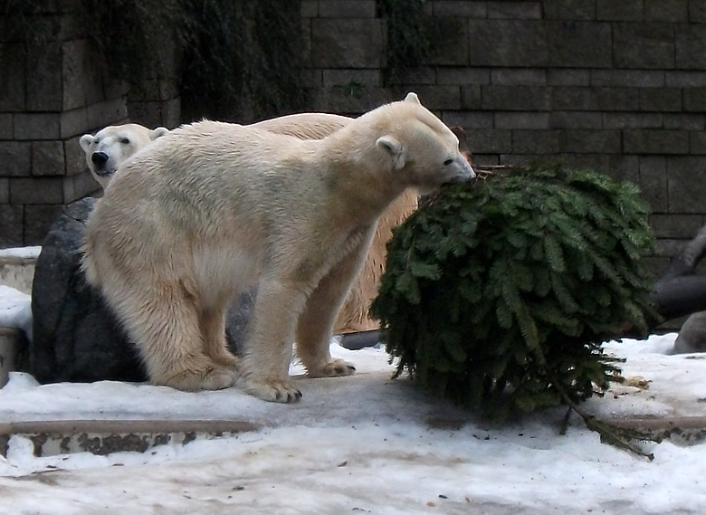 Eisbärin Vilma mit Tannenbaum am 8. Januar 2011 im Zoologischen Garten Wuppertal