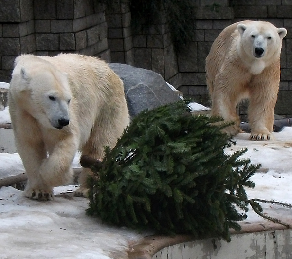 Eisbärin Vilma und Eisbär Lars am am 8. Januar 2011 im Wuppertaler Zoo