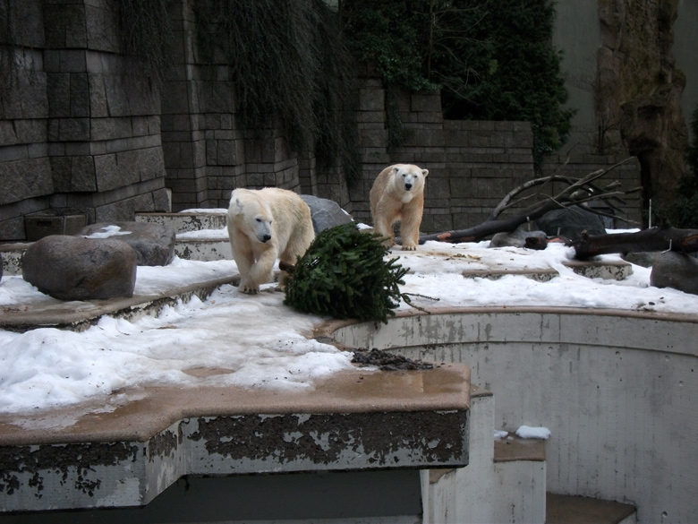 Eisbärin Vilma und Eisbär Lars mit Tannenbaum am 8. Januar 2011 im Wuppertaler Zoo