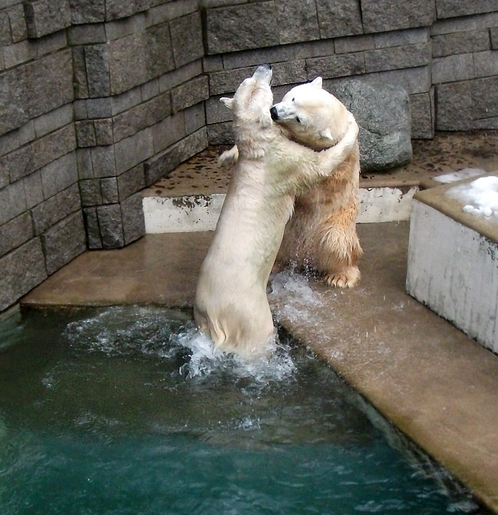 Eisbärin Vilma und Eisbär Lars am 8. Januar 2011 im Zoologischen Garten Wuppertal