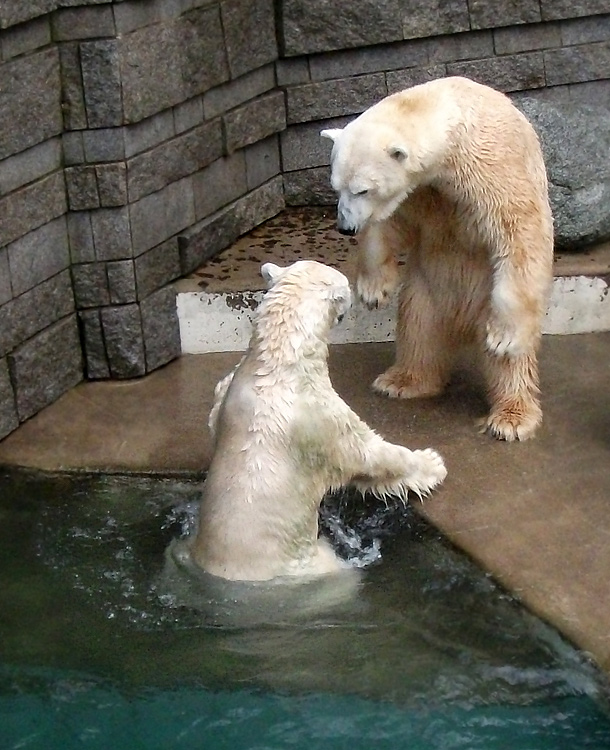 Eisbärin Vilma und Eisbär Lars am 8. Januar 2011 im Zoo Wuppertal