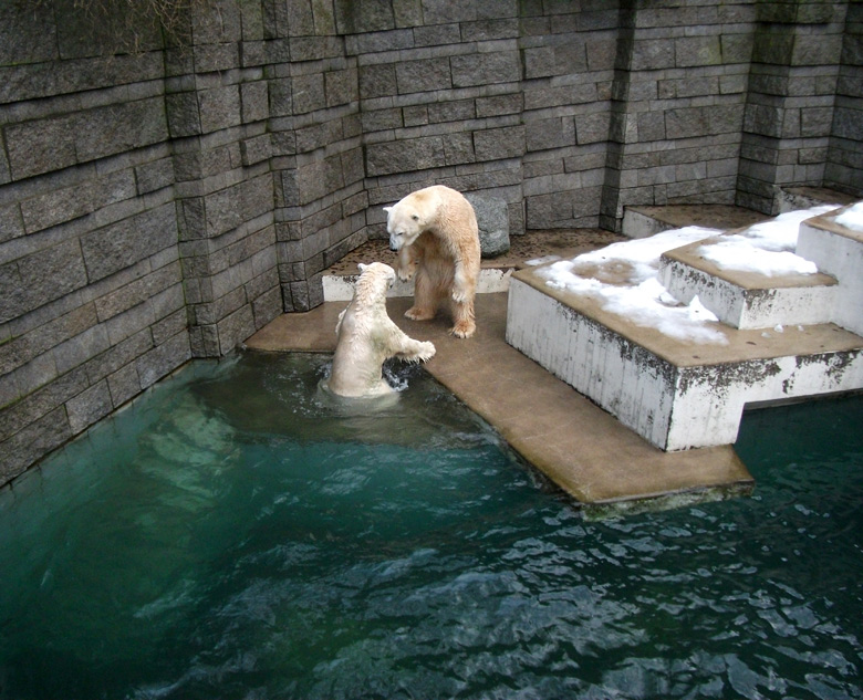 Eisbärin Vilma und Eisbär Lars am 8. Januar 2011 im Wuppertaler Zoo