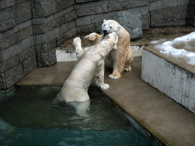 Eisbärin Vilma und Eisbär Lars am 8. Januar 2011 im Zoologischen Garten Wuppertal