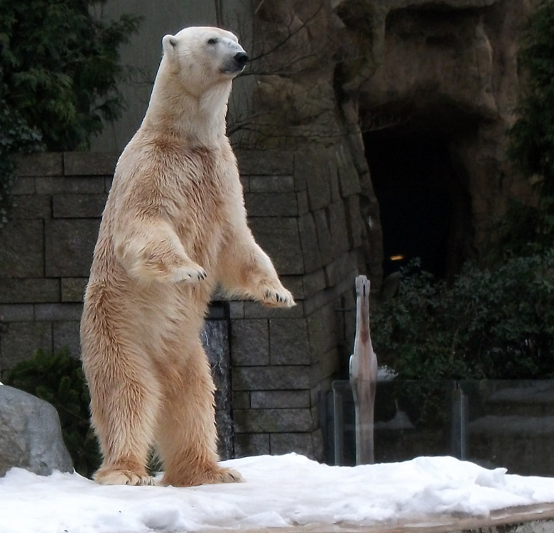 Stehender Eisbär Lars am 8. Januar 2011 im Zoo Wuppertal