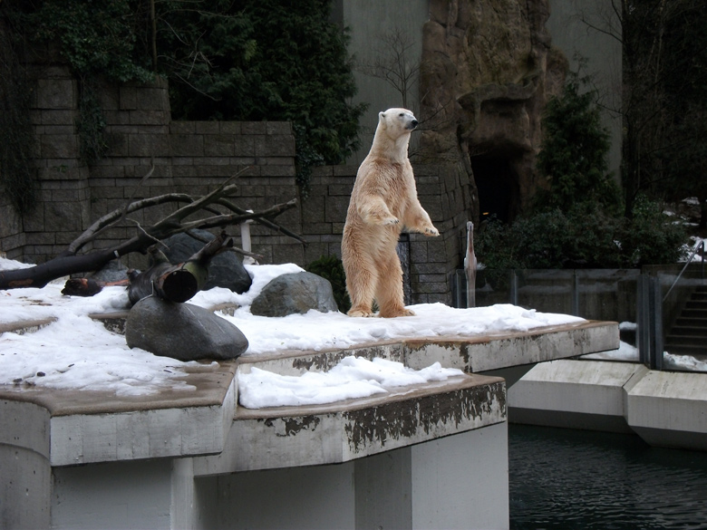 Stehender Eisbär Lars am 8. Januar 2011 im Wuppertaler Zoo