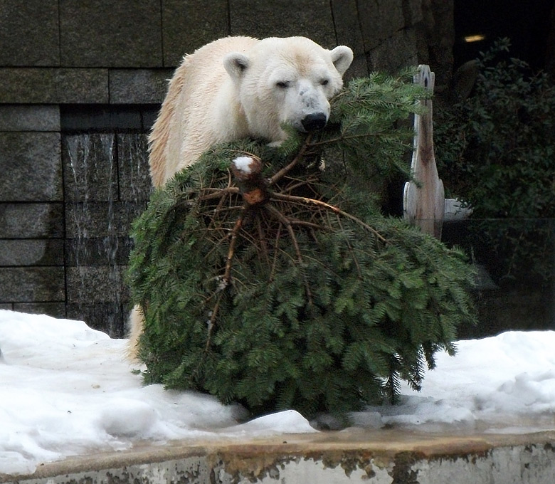 Eisbär Lars mit Tannenbaum am 8. Januar 2011 im Zoologischen Garten Wuppertal