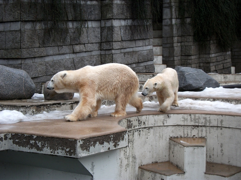 Eisbär Lars und Eisbärin Vilma am 9. Januar 2011 im Zoo Wuppertal