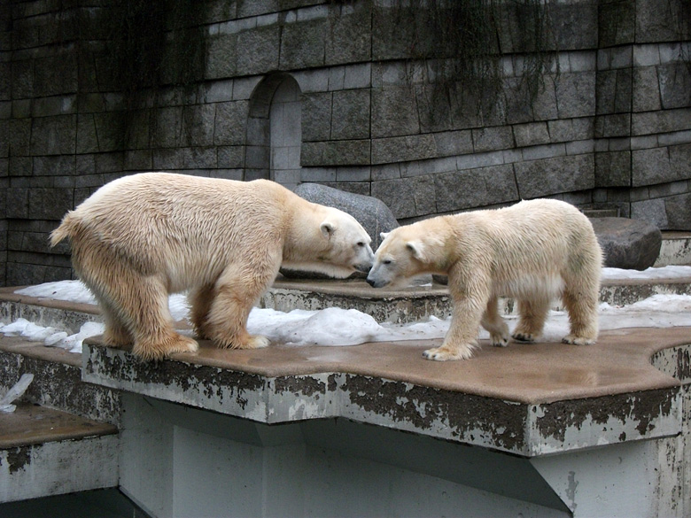 Eisbär Lars und Eisbärin Vilma am 9. Januar 2011 im Zoologischen Garten Wuppertal