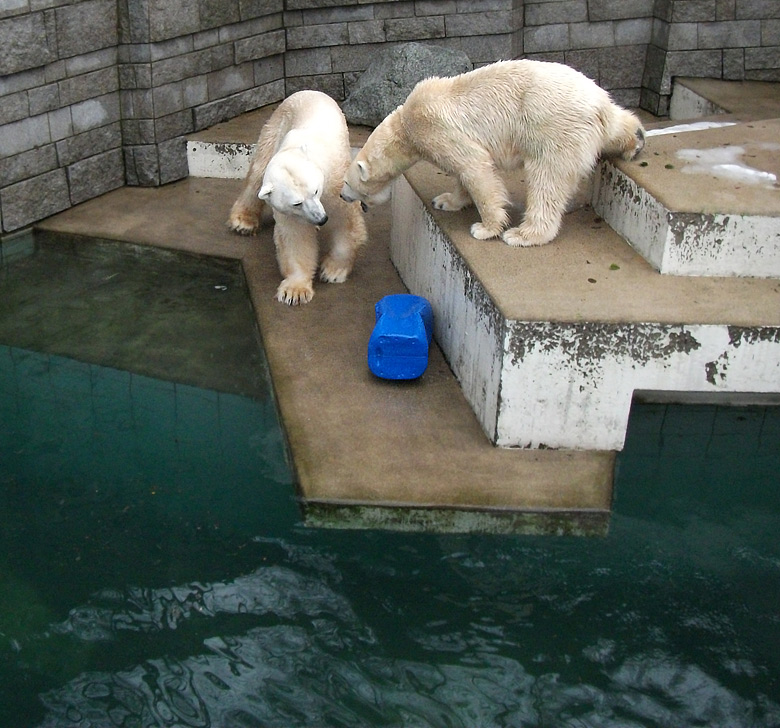 Eisbär Lars und Eisbärin Vilma am 9. Januar 2011 im Zoo Wuppertal