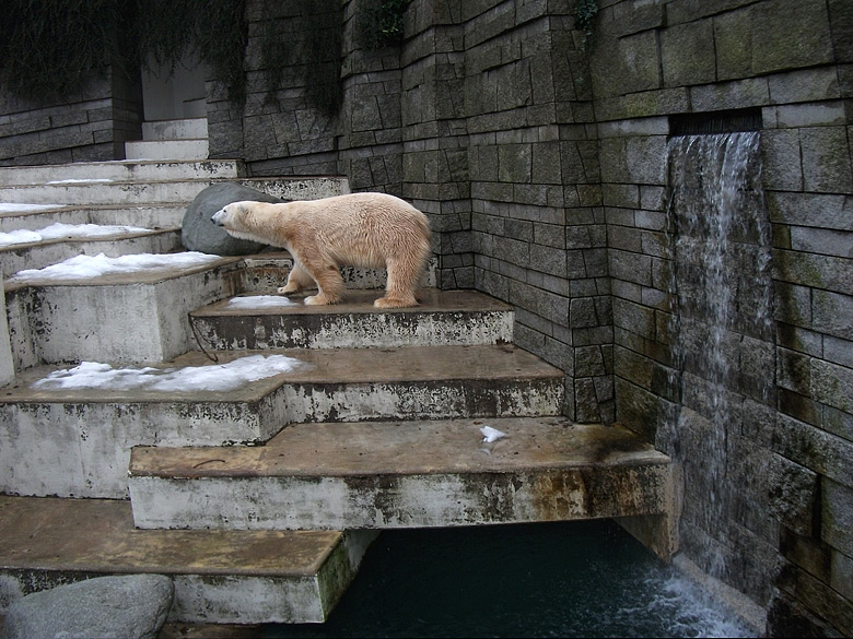 Eisbär Lars am 9. Januar 2011 im Wuppertaler Zoo