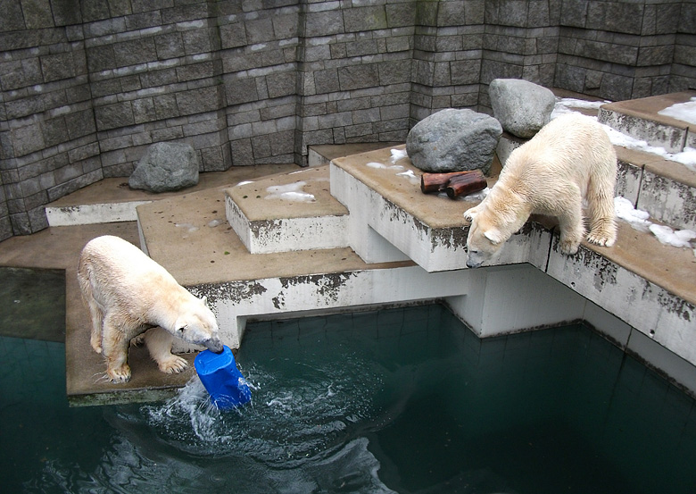 Eisbär Lars und Eisbärin Vilma am 9. Januar 2011 im Zoo Wuppertal