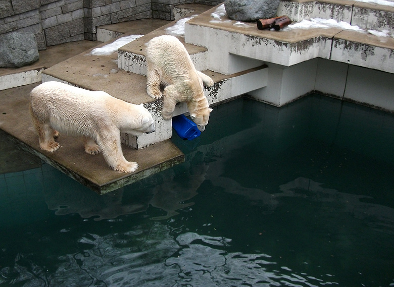 Eisbär Lars und Eisbärin Vilma am 9. Januar 2011 im Zoologischen Garten Wuppertal