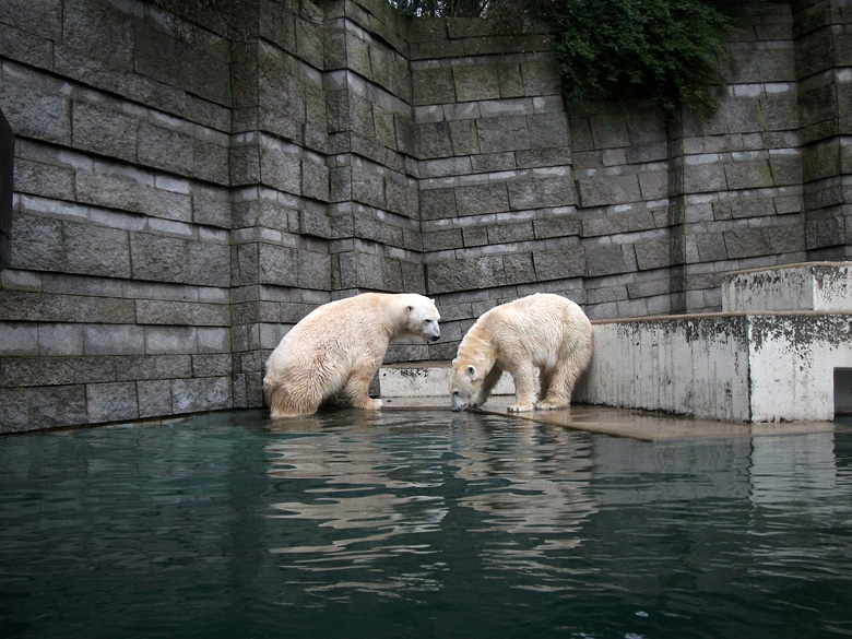 Eisbär Lars und Eisbärin Vilma am 9. Januar 2011 im Zoo Wuppertal