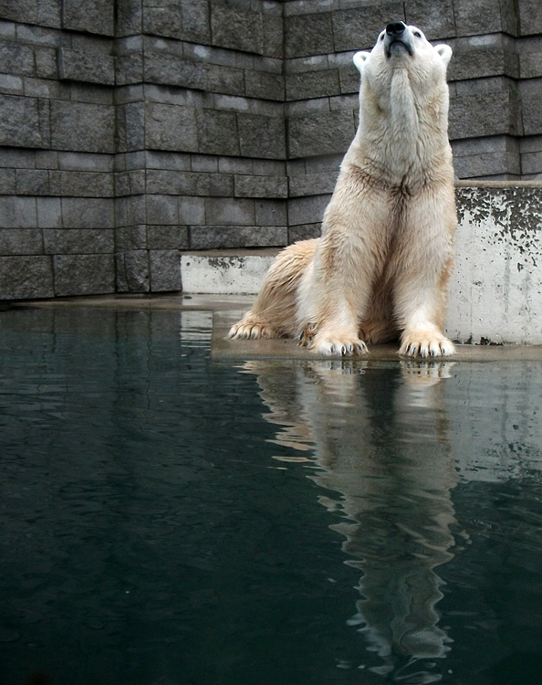 Eisbär Lars am 9. Januar 2011 im Zoologischen Garten Wuppertal