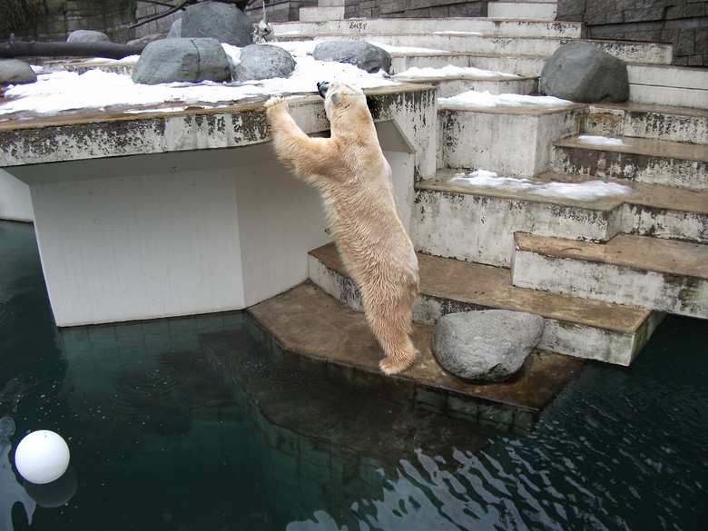 Eisbär Lars schaute am 9. Januar 2011 im Zoo Wuppertal nach Vilma