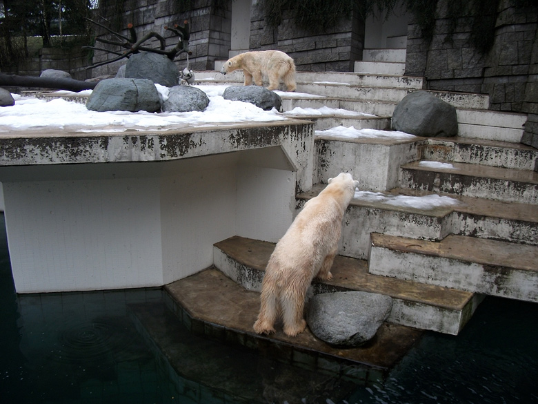 Eisbär Lars schaute am 9. Januar 2011 im Zoologischen Garten Wuppertal nach Vilma