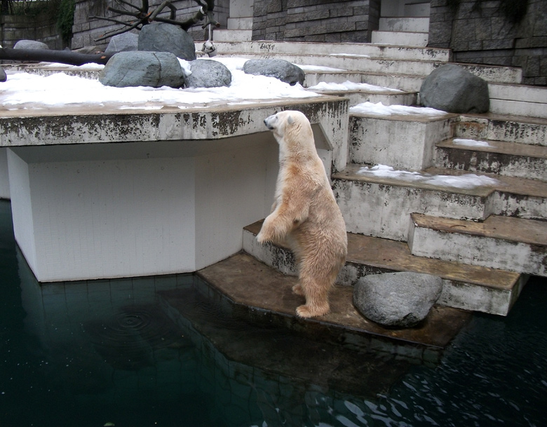 Eisbär Lars suchte Vilma am 9. Januar 2011 im Wuppertaler Zoo