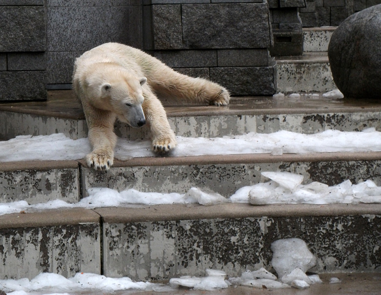 Eisbärin Vilma am 9. Januar 2011 im Zoo Wuppertal