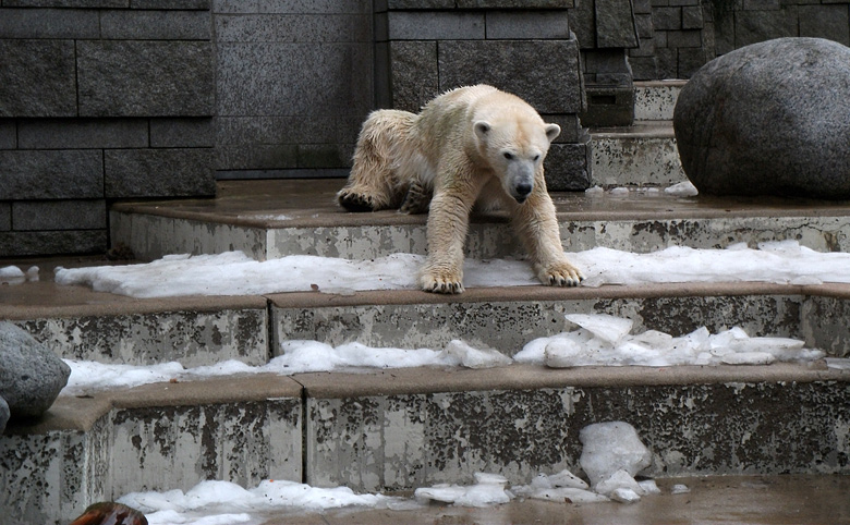 Eisbärin Vilma am 9. Januar 2011 im Zoologischen Garten Wuppertal