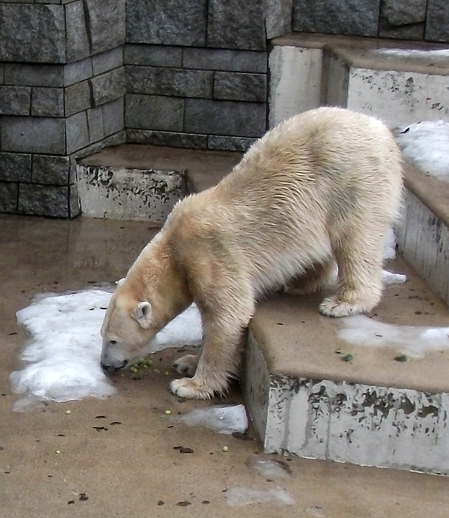 Eisbärin Vilma mit Weintrauben am 9. Januar 2011 im Wuppertaler Zoo