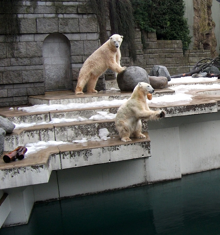 Eisbärin Vilma fing das Brot am 9. Januar 2011 im Zoologischen Garten Wuppertal