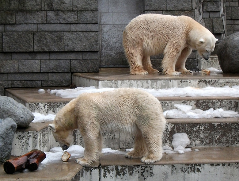 Eisbärin Vilma und Eisbär Lars mit Brot am 9. Januar 2011 im Zoo Wuppertal