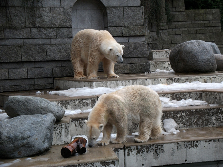 Eisbär Lars und Eisbärin Vilma am 9. Januar 2011 im Wuppertaler Zoo