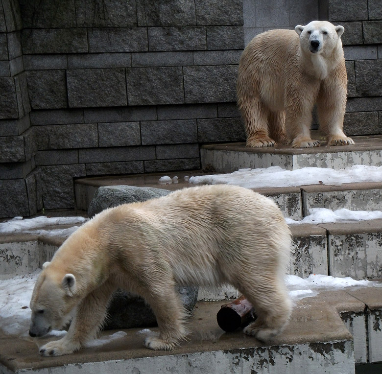 Eisbärin Vilma und Eisbär Lars am 9. Januar 2011 im Zoo Wuppertal