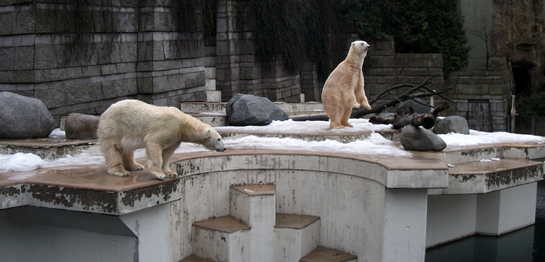 Eisbärin Vilma und Eisbär Lars am 9. Januar 2011 im Zoo Wuppertal