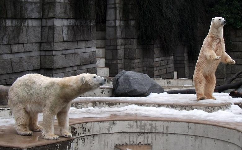 Eisbärin Vilma und Eisbär Lars am 9. Januar 2011 im Wuppertaler Zoo