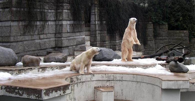 Eisbärin Vilma und Eisbär Lars am 9. Januar 2011 im Zoologischen Garten Wuppertal