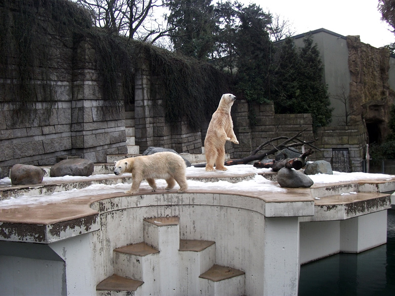 Eisbärin Vilma und Eisbär Lars am 9. Januar 2011 im Wuppertaler Zoo