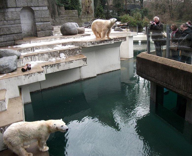 Eisbärin Vilma und Eisbär Lars am 9. Januar 2011 im Zoologischen Garten Wuppertal