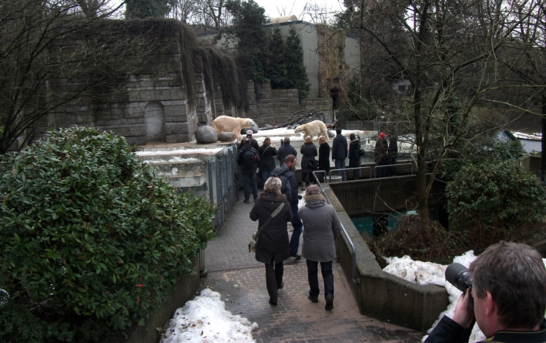 Eisbär Lars und Eisbärin Vilma am 9. Januar 2011 im Wuppertaler Zoo