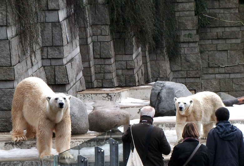 Eisbär Lars und Eisbärin Vilma am 9. Januar 2011 im Zoo Wuppertal