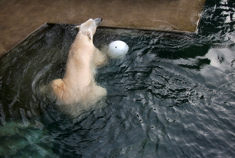 Eisbär Lars mit Ball am 9. Januar 2011 im Zoologischen Garten Wuppertal