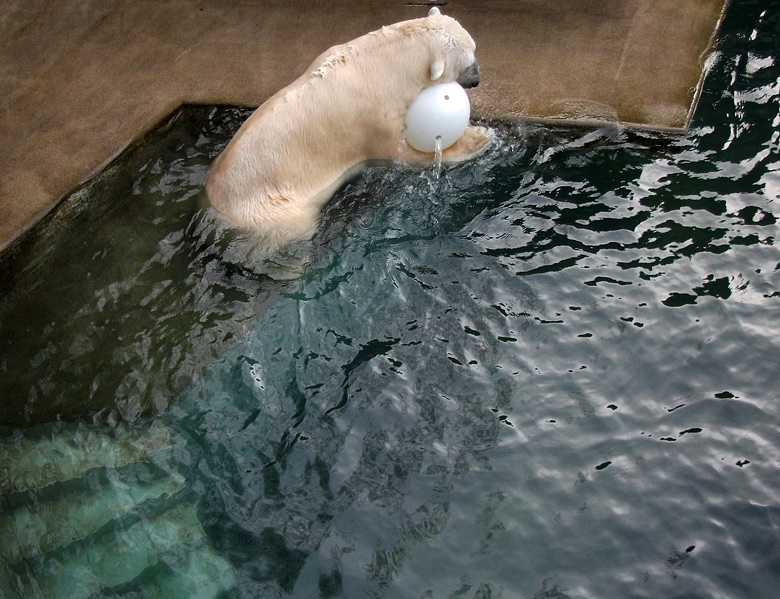 Eisbär Lars mit Ball am 9. Januar 2011 im Wuppertaler Zoo