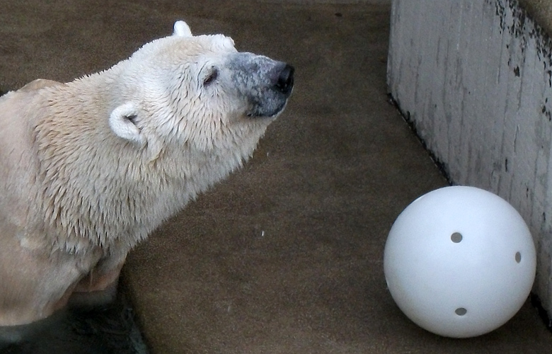 Eisbär Lars mit Ball am 9. Januar 2011 im Zoo Wuppertal