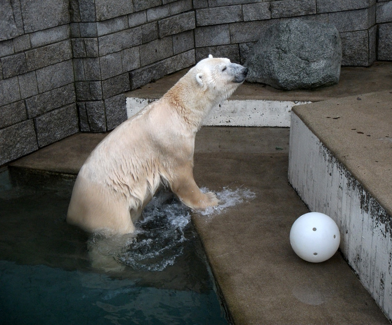 Eisbär Lars mit Ball am 9. Januar 2011 im Zoologischen Garten Wuppertal