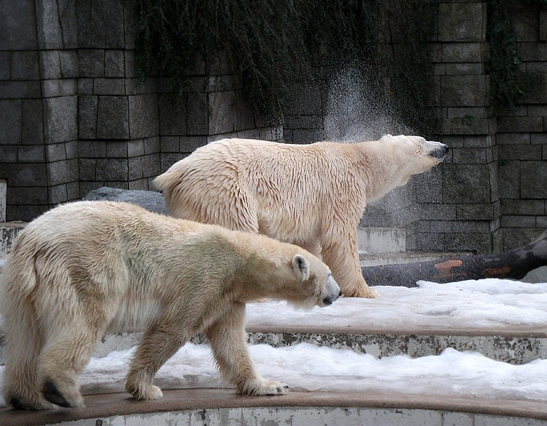 Eisbärin Vilma und Eisbär Lars am 9. Januar 2011 im Wuppertaler Zoo