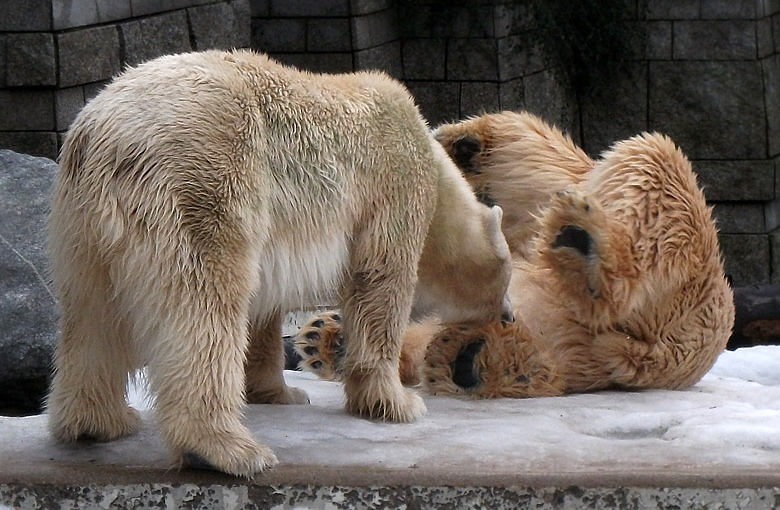 Eisbärin Vilma und Eisbär Lars am 9. Januar 2011 im Zoo Wuppertal