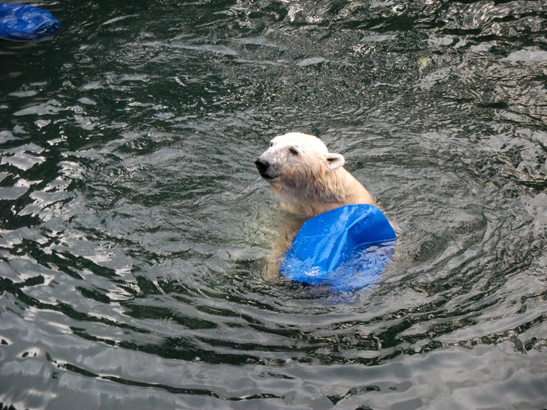 Eisbär Lars mit blauer Tonne im Wasser am 9. Januar 2011 im Zoo Wuppertal