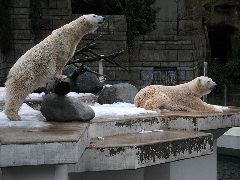 Eisbärin Vilma und Eisbär Lars am 9. Januar 2011 im Zoo Wuppertal