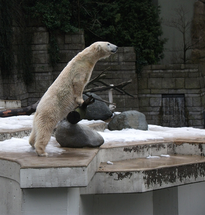 Eisbärin Vilma am 9. Januar 2011 im Zoo Wuppertal