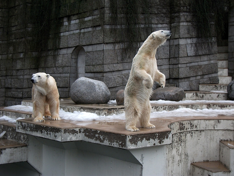 Stehende Eisbärin Vilma am 9. Januar 2011 im Zoologischen Garten Wuppertal