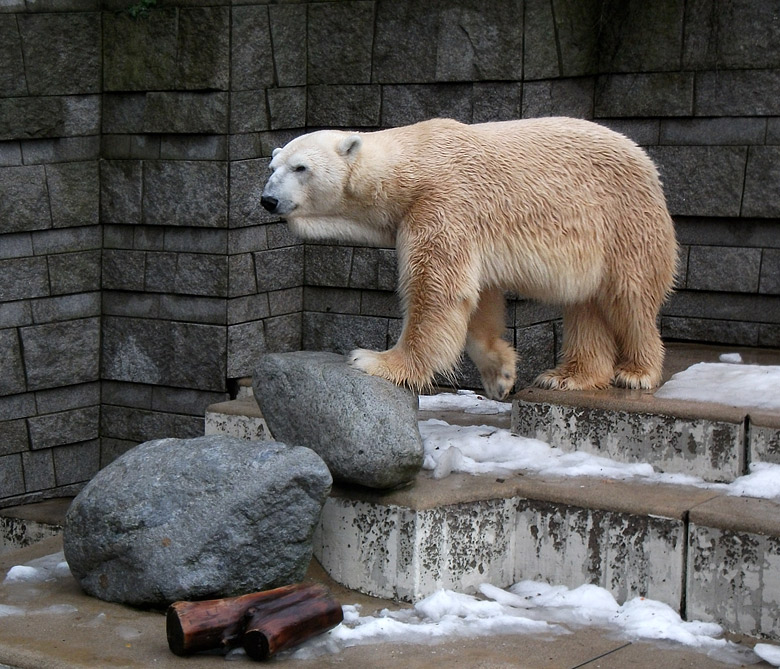 Eisbär Lars am 9. Januar 2011 im Wuppertaler Zoo