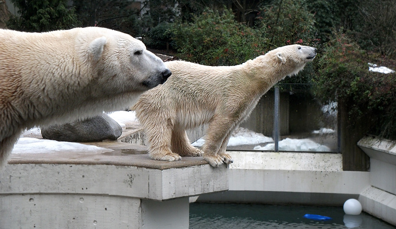 Eisbär Lars und Eisbärin Vilma am 9. Januar 2011 im Zoologischen Garten Wuppertal